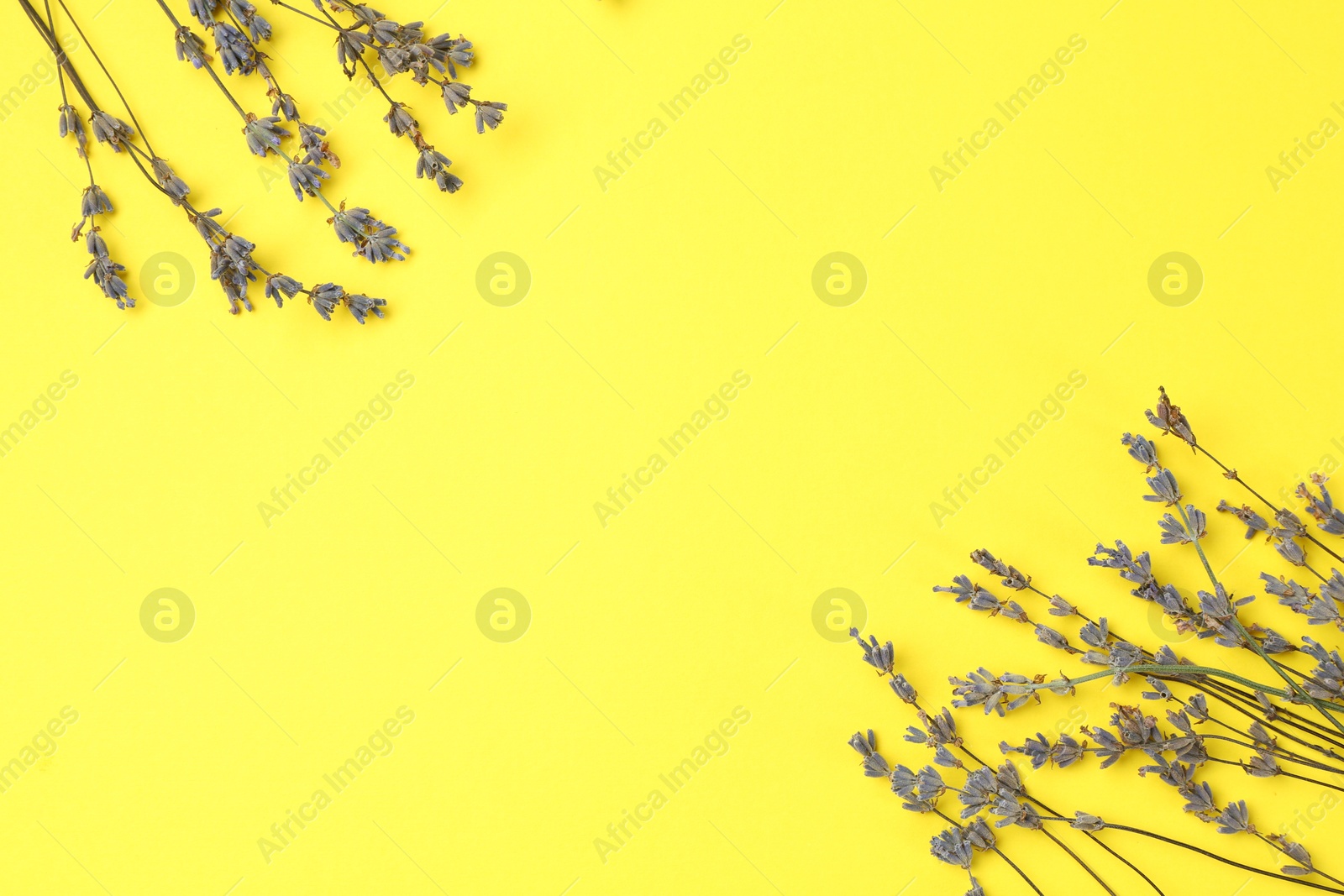 Photo of Fragrant lavender flowers on yellow background, flat lay. Space for text