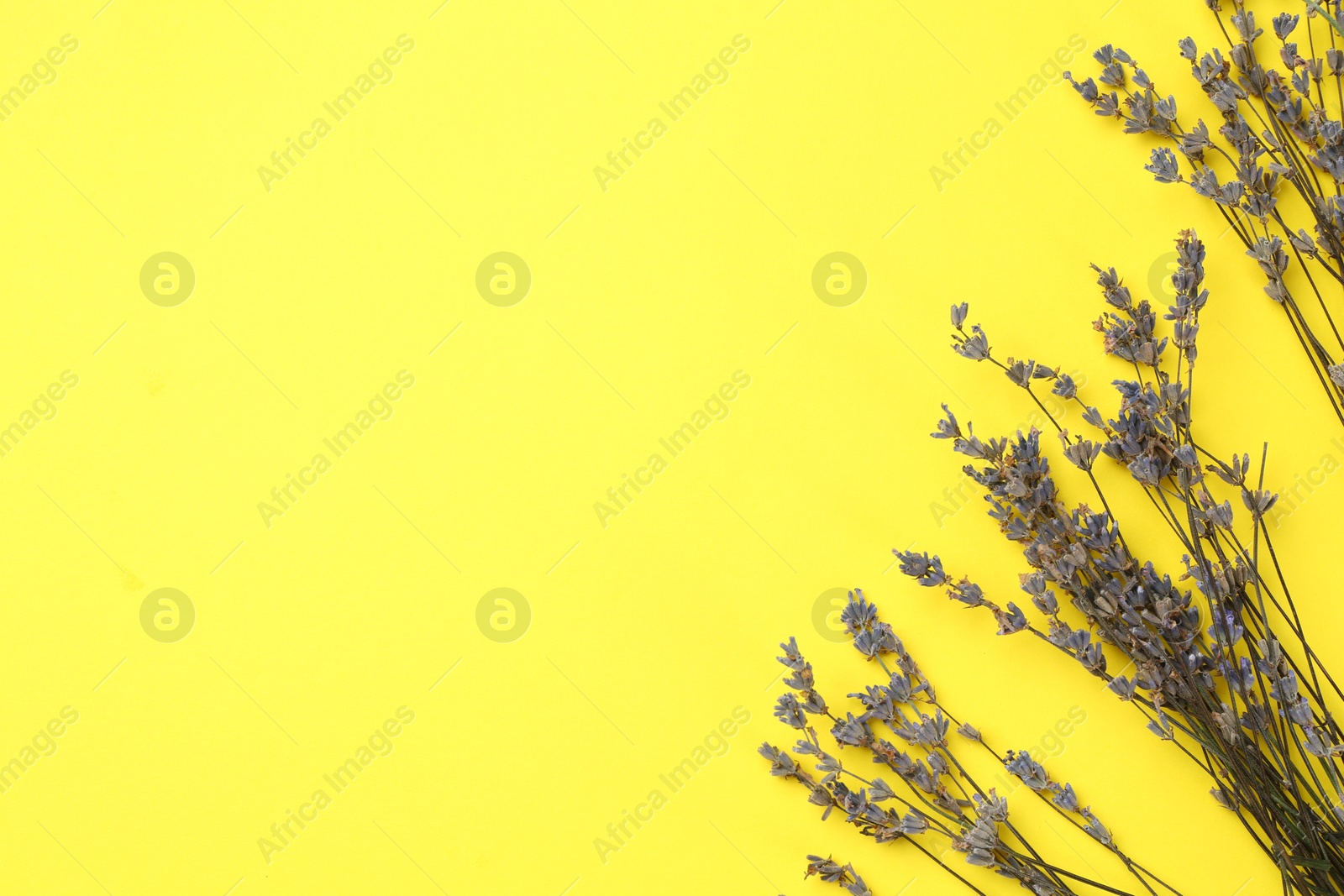 Photo of Fragrant lavender flowers on yellow background, flat lay. Space for text
