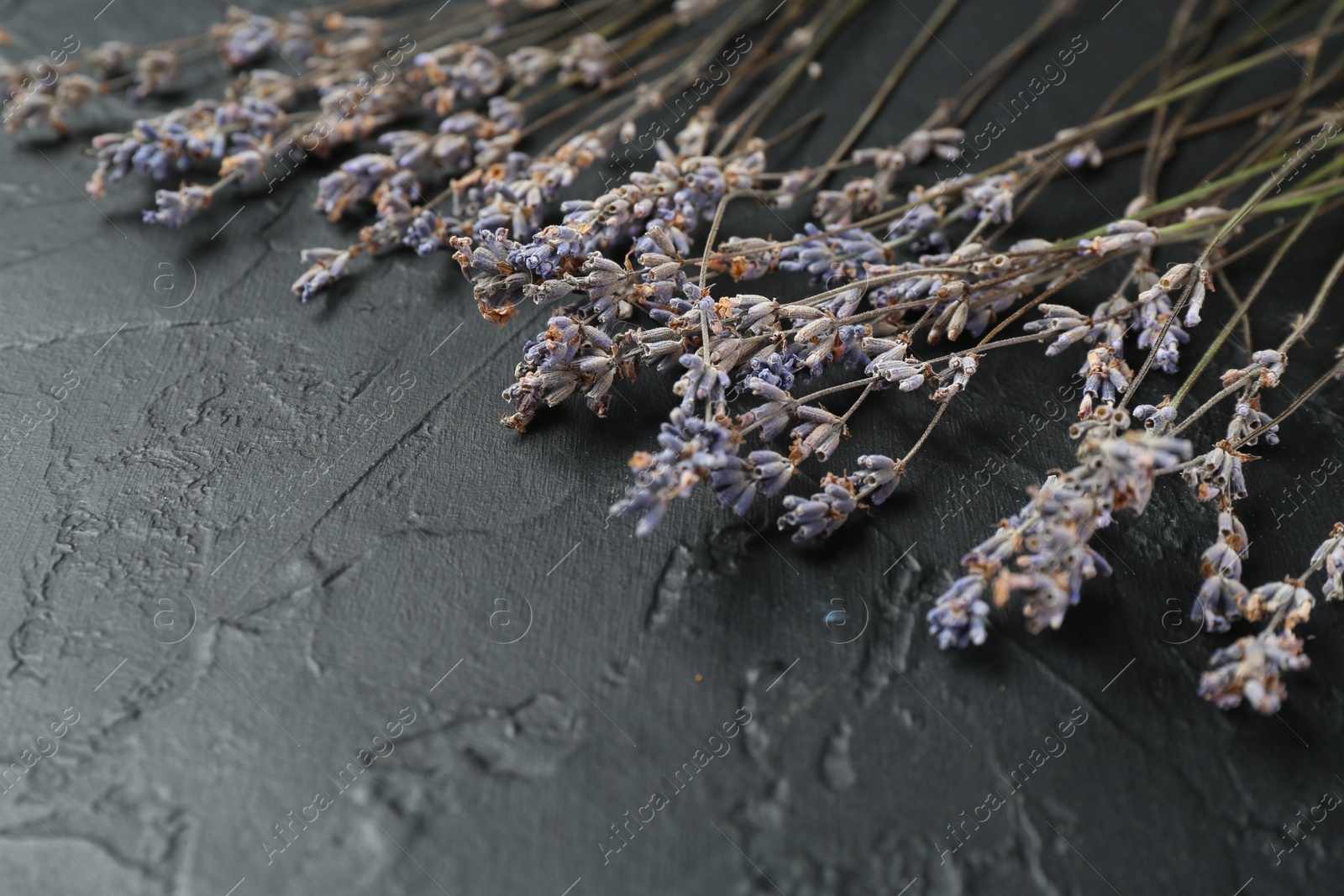 Photo of Fragrant lavender flowers on black textured table, closeup. Space for text