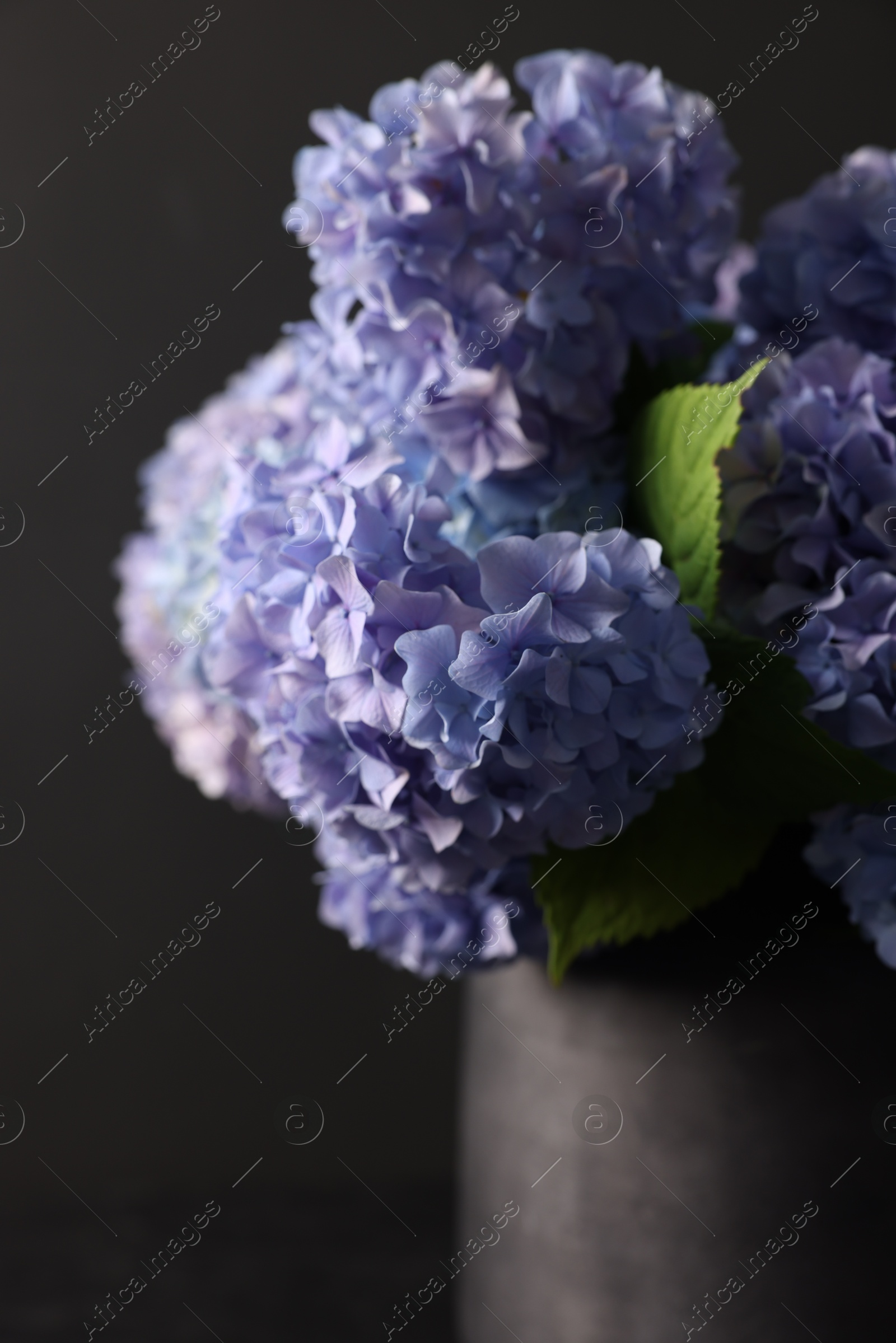 Photo of Beautiful hortensia flowers in vase on black background, closeup