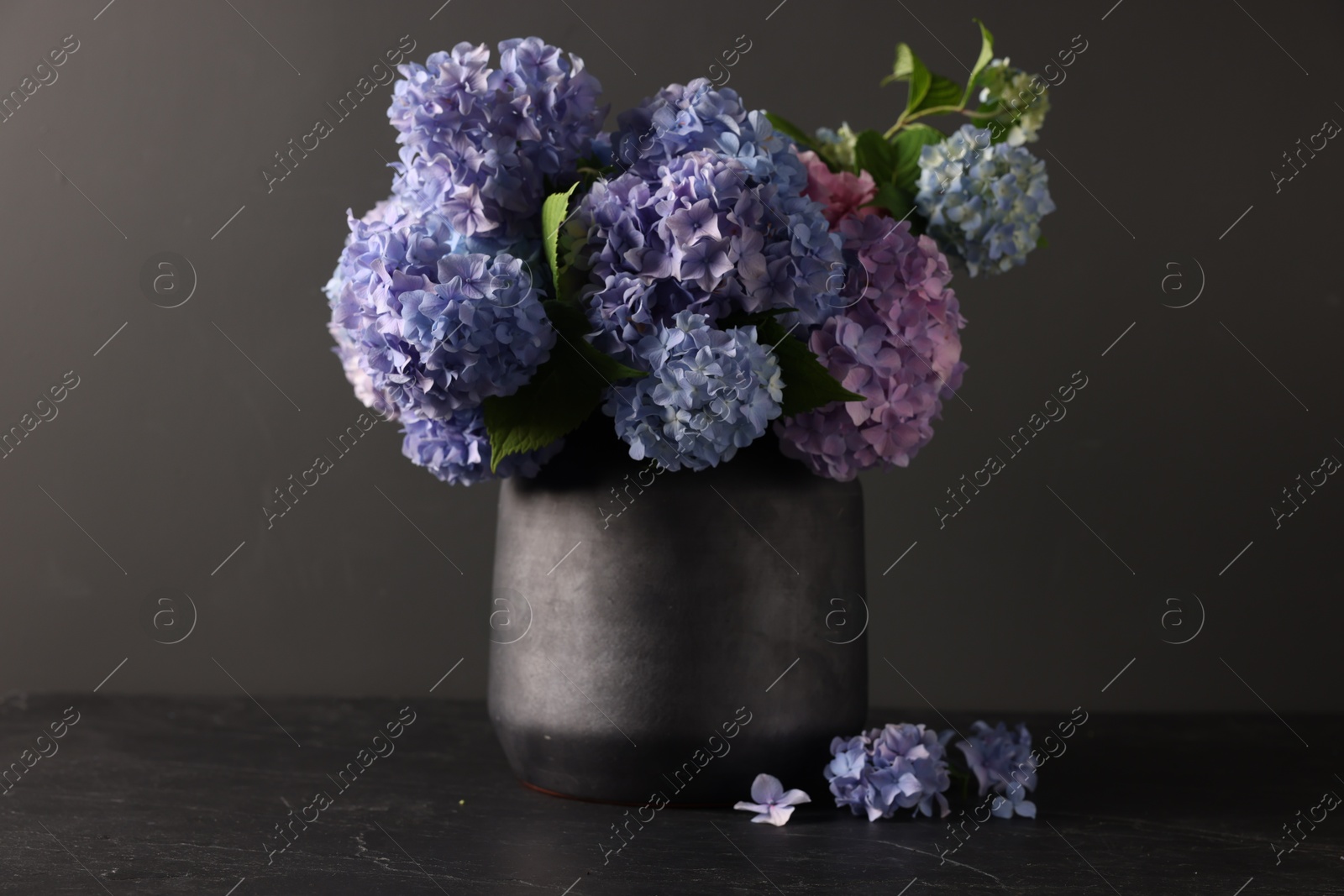 Photo of Beautiful hortensia flowers in vase on black table