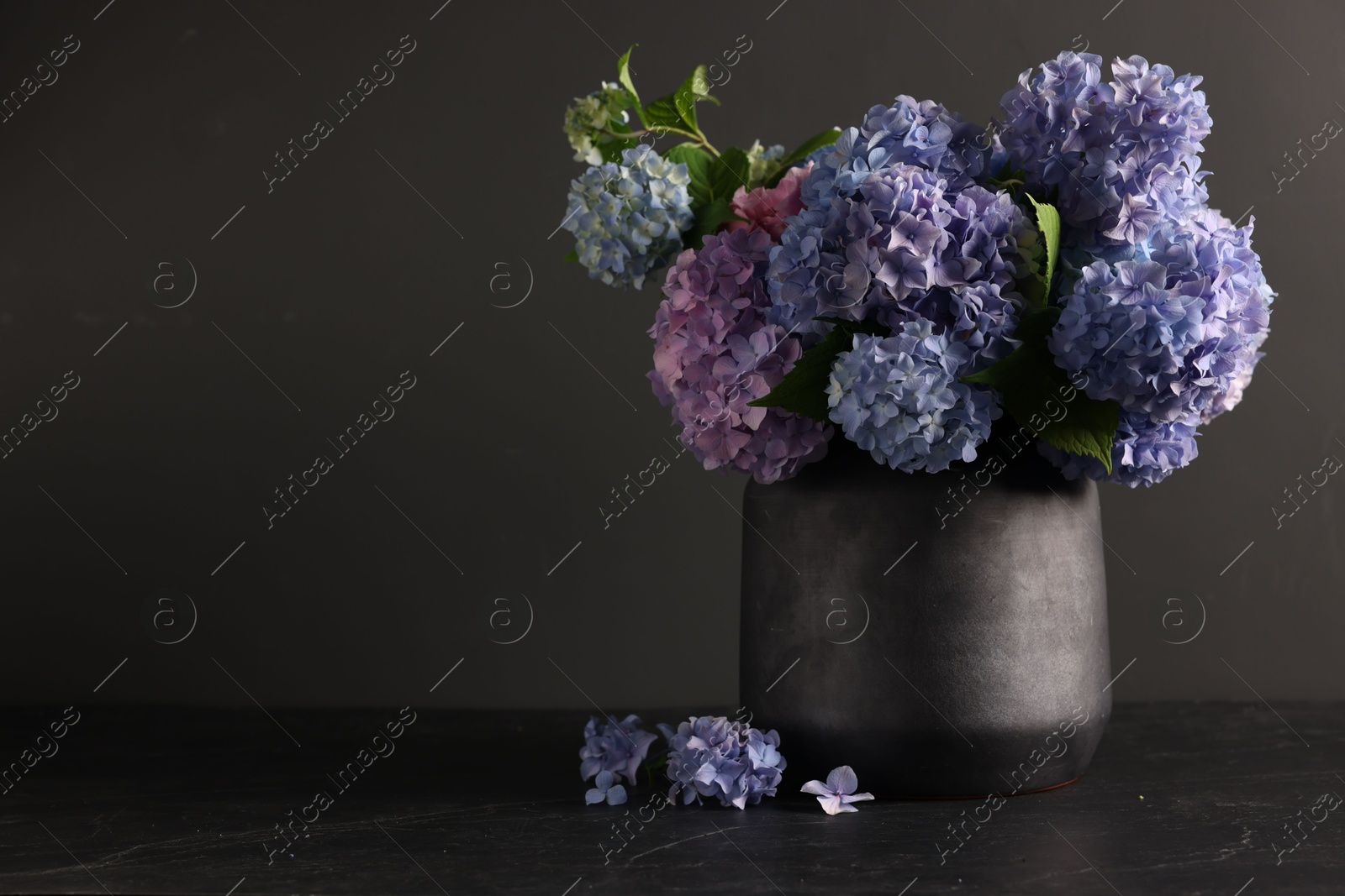 Photo of Beautiful hortensia flowers in vase on black table. Space for text