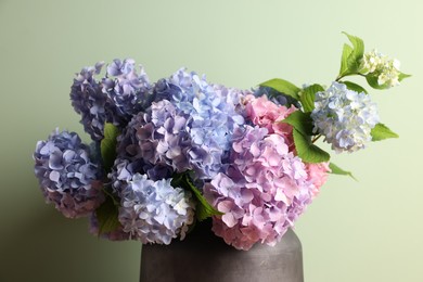 Photo of Beautiful hortensia flowers in vase on light green background, closeup