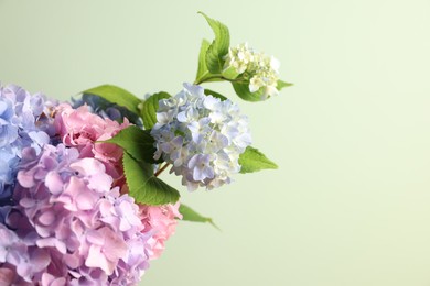 Photo of Beautiful hortensia flowers on light green background, closeup. Space for text