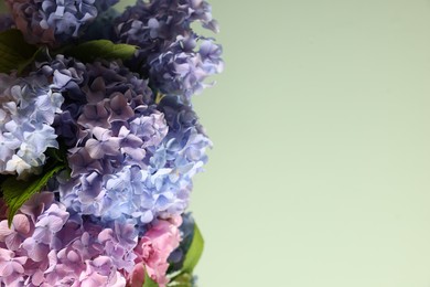 Photo of Beautiful hortensia flowers on light green background, closeup. Space for text