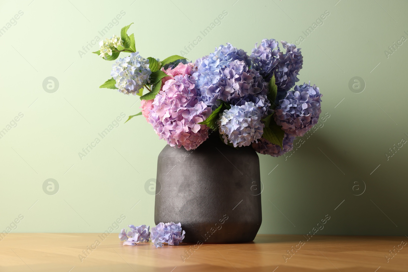 Photo of Beautiful hortensia flowers in vase on wooden table near light green wall