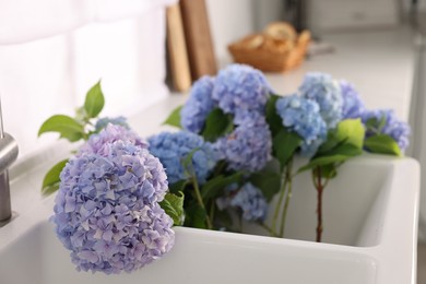 Photo of Beautiful blue hortensia flowers in kitchen sink, closeup