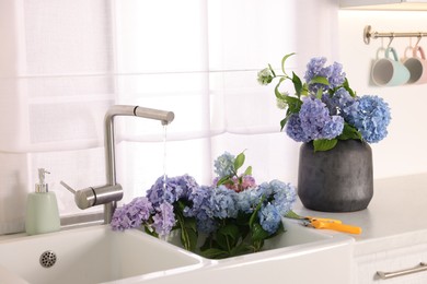 Photo of Bouquets of beautiful blue hortensia flowers in kitchen