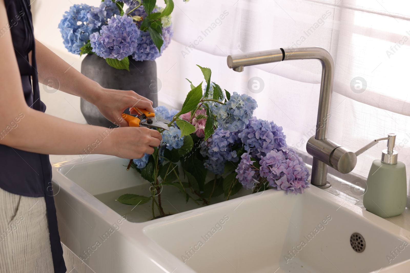 Photo of Woman pruning hortensia flowers with shears over kitchen sink, closeup