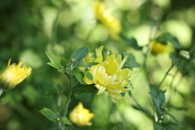 Photo of Beautiful yellow chrysanthemum flowers outdoors, closeup view