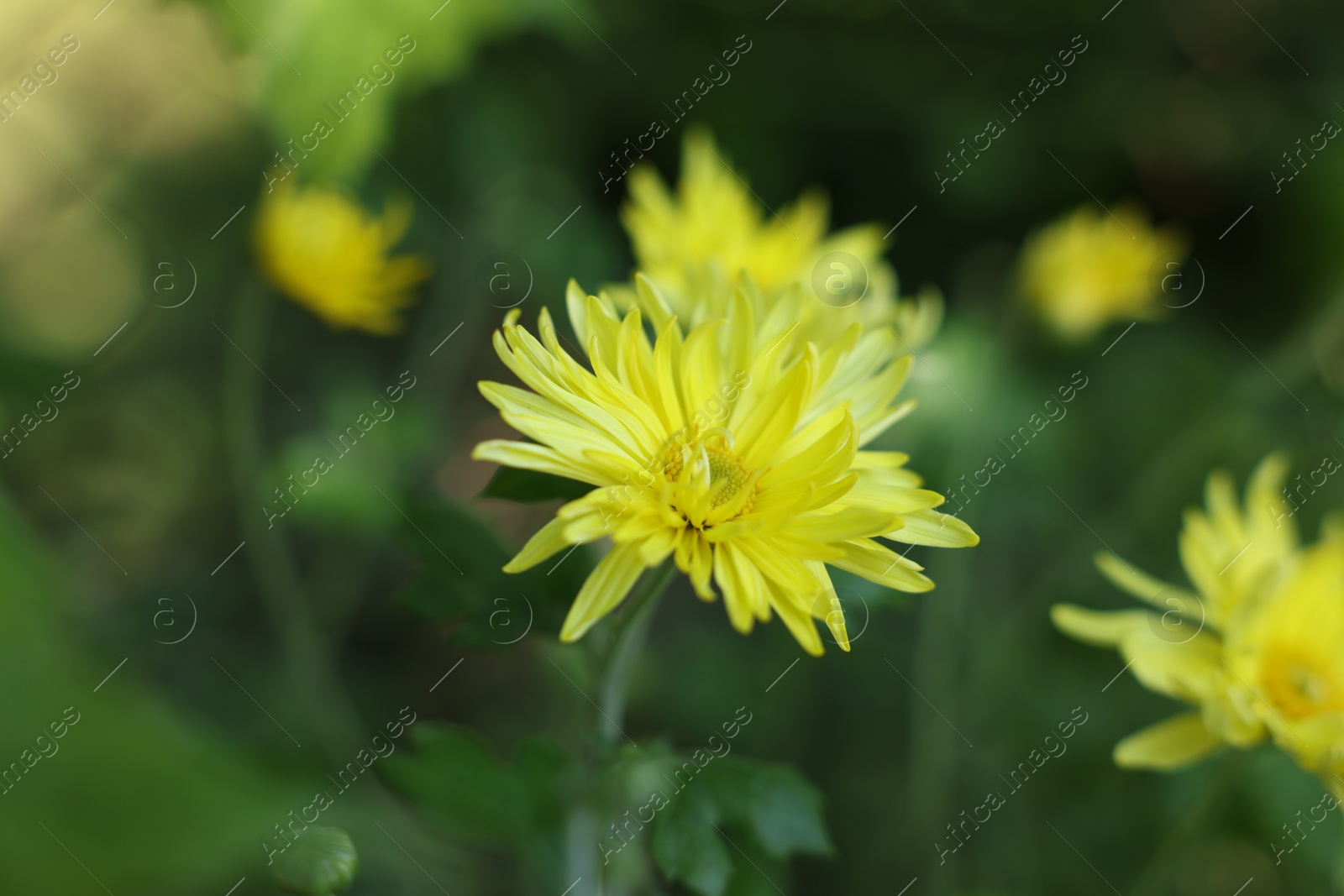 Beautiful yellow chrysanthemum flowers outdoors, closeup view Photo of Beautiful yellow chrysanthemum flowers outdoors, closeup view