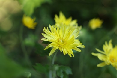 Photo of Beautiful yellow chrysanthemum flowers outdoors, closeup view