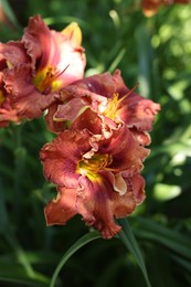 Photo of Beautiful coral lily flowers outdoors, closeup view
