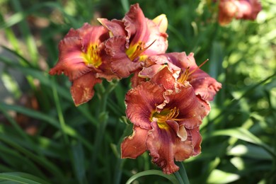 Photo of Beautiful coral lily flowers outdoors, closeup view