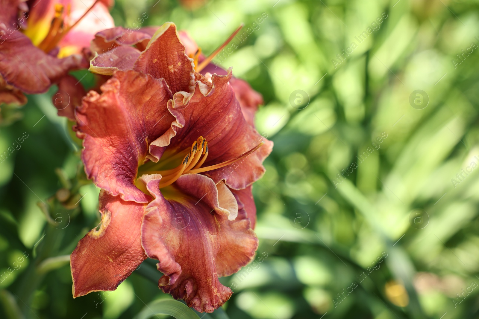 Beautiful coral lily flowers outdoors, closeup view Photo of Beautiful coral lily flowers outdoors, closeup view