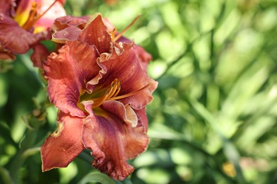 Photo of Beautiful coral lily flowers outdoors, closeup view