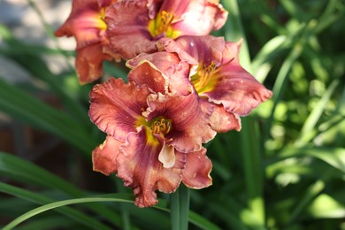 Photo of Beautiful coral lily flowers outdoors, closeup view