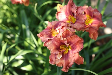 Photo of Beautiful coral lily flowers outdoors, closeup view