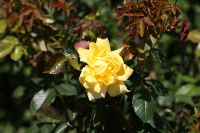 Photo of Beautiful yellow rose flower outdoors, closeup view