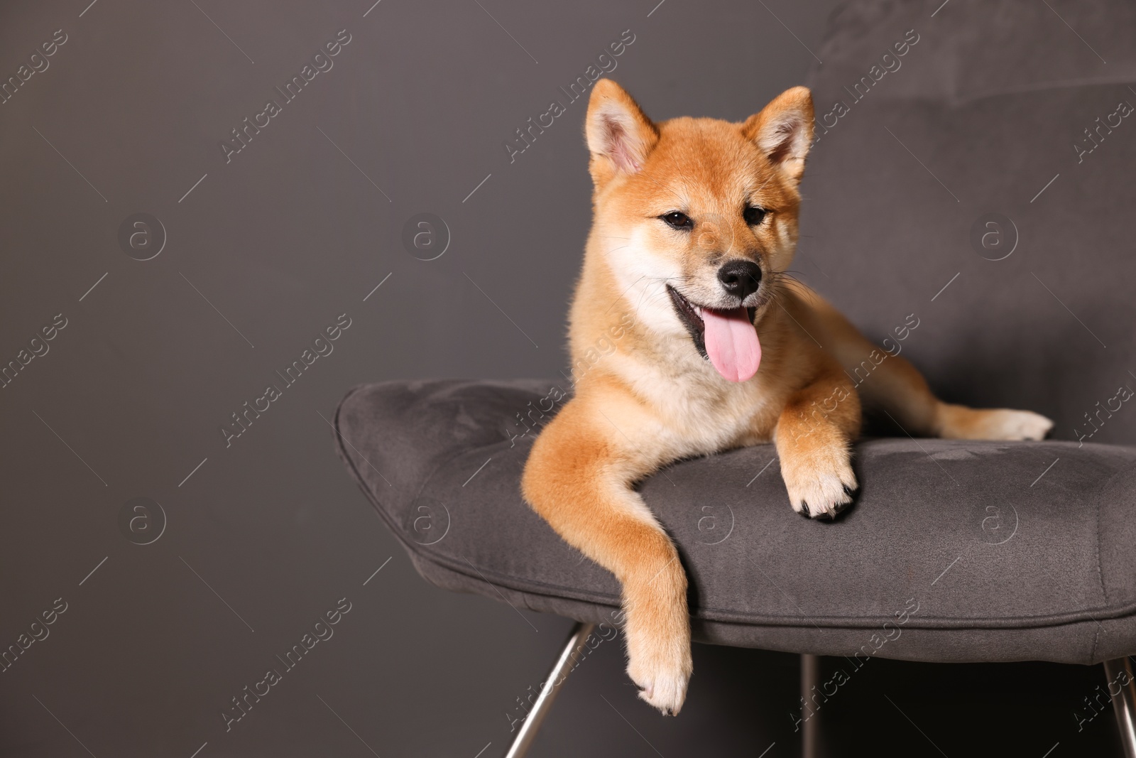 Cute Shiba Inu puppy on armchair at home, space for text Photo of Cute Shiba Inu puppy on armchair at home, space for text