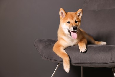 Photo of Cute Shiba Inu puppy on armchair at home, space for text