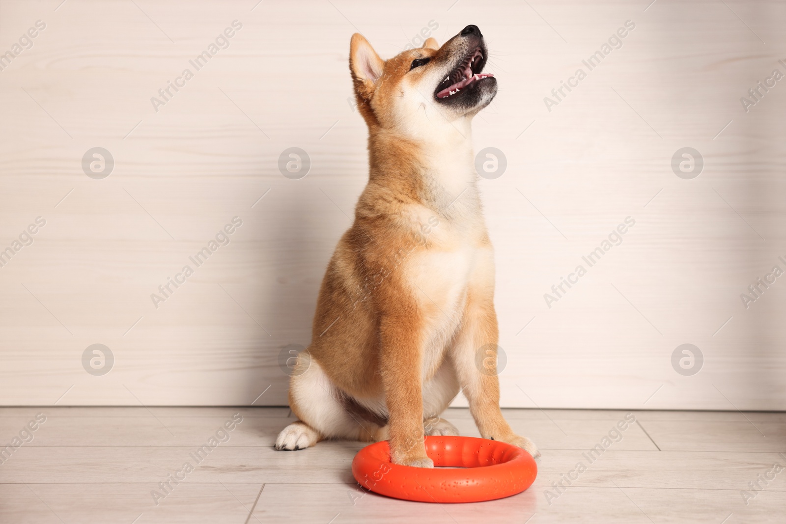 Cute Shiba Inu puppy with ring toy on floor at home Photo of Cute Shiba Inu puppy with ring toy on floor at home