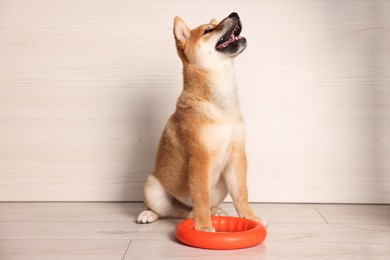 Photo of Cute Shiba Inu puppy with ring toy on floor at home