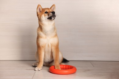 Photo of Cute Shiba Inu puppy with ring toy on floor at home, space for text
