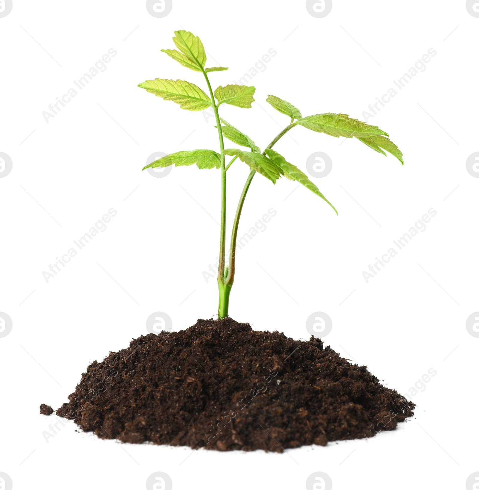 Photo of Young plant growing in pile of soil isolated on white