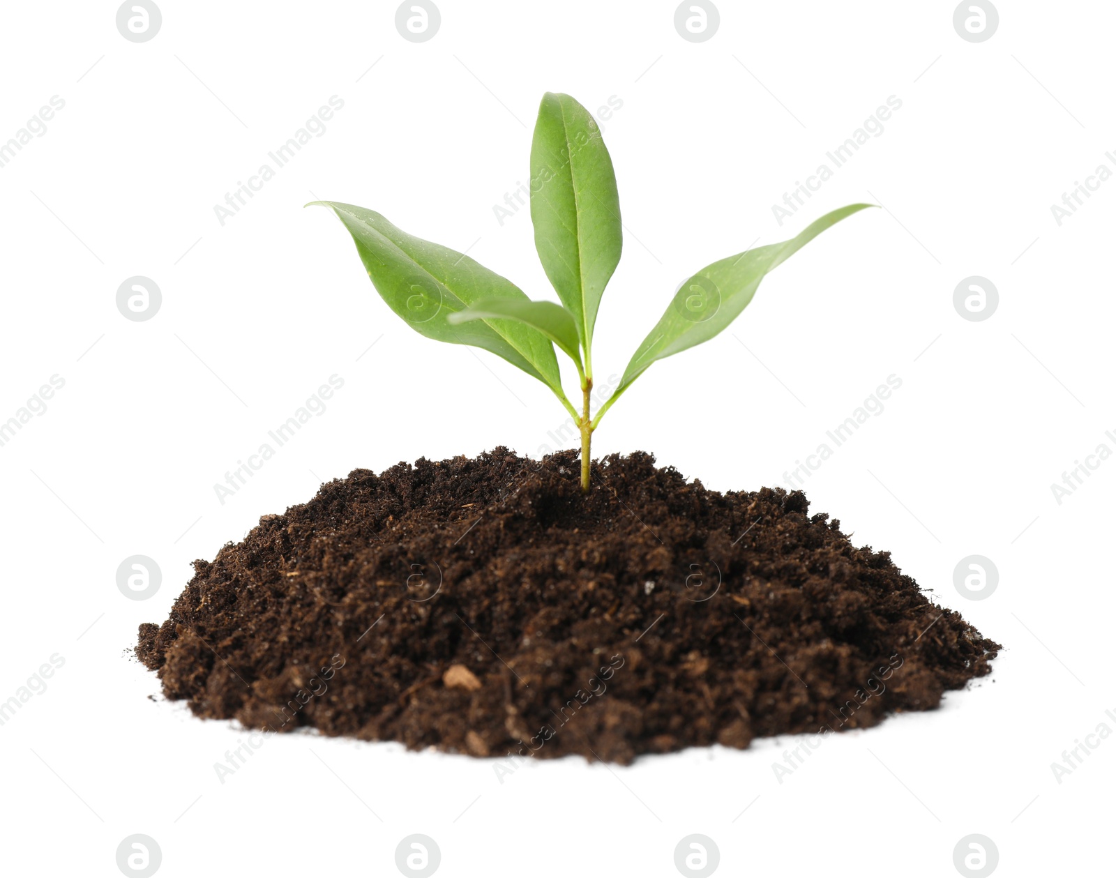 Photo of Young plant growing in pile of soil isolated on white