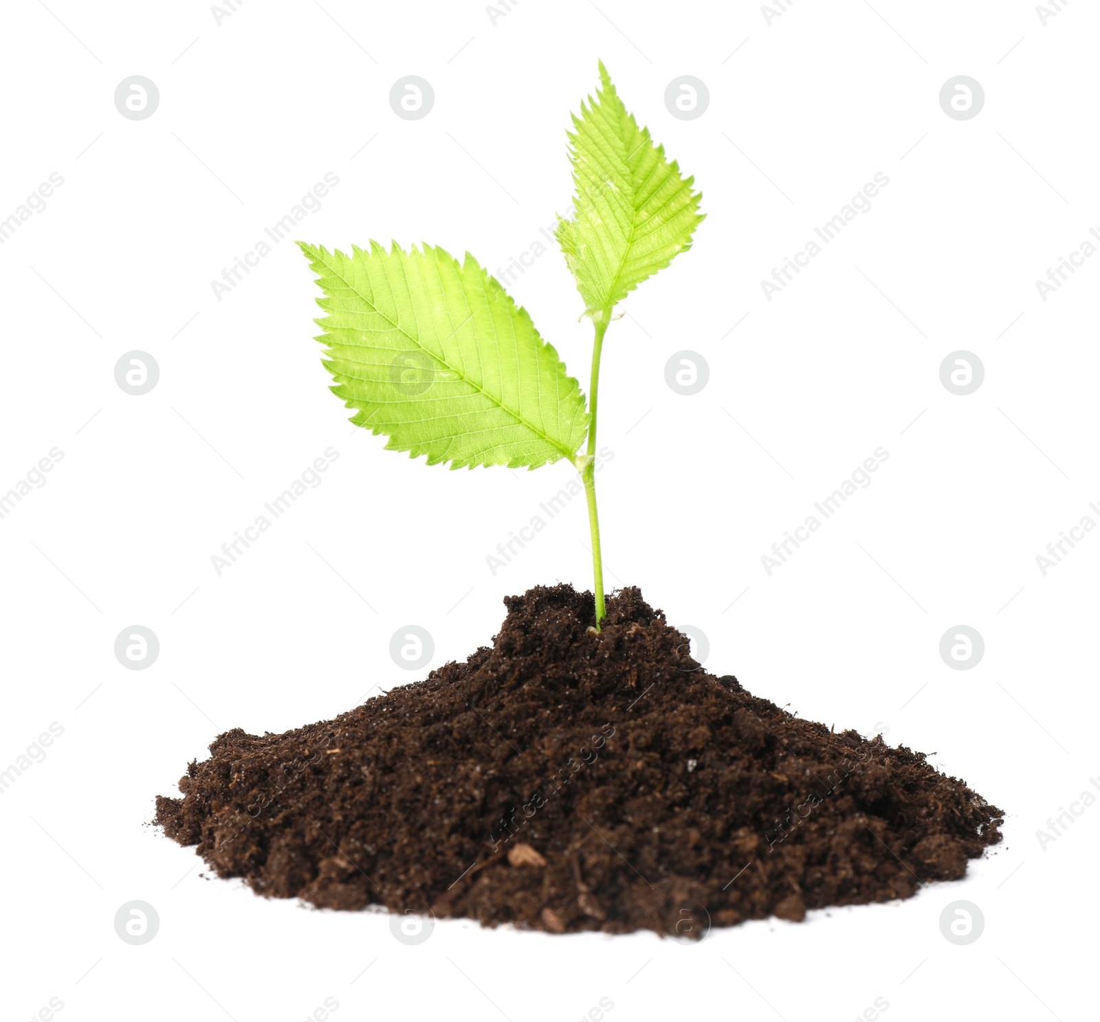 Photo of Young plant growing in pile of soil isolated on white