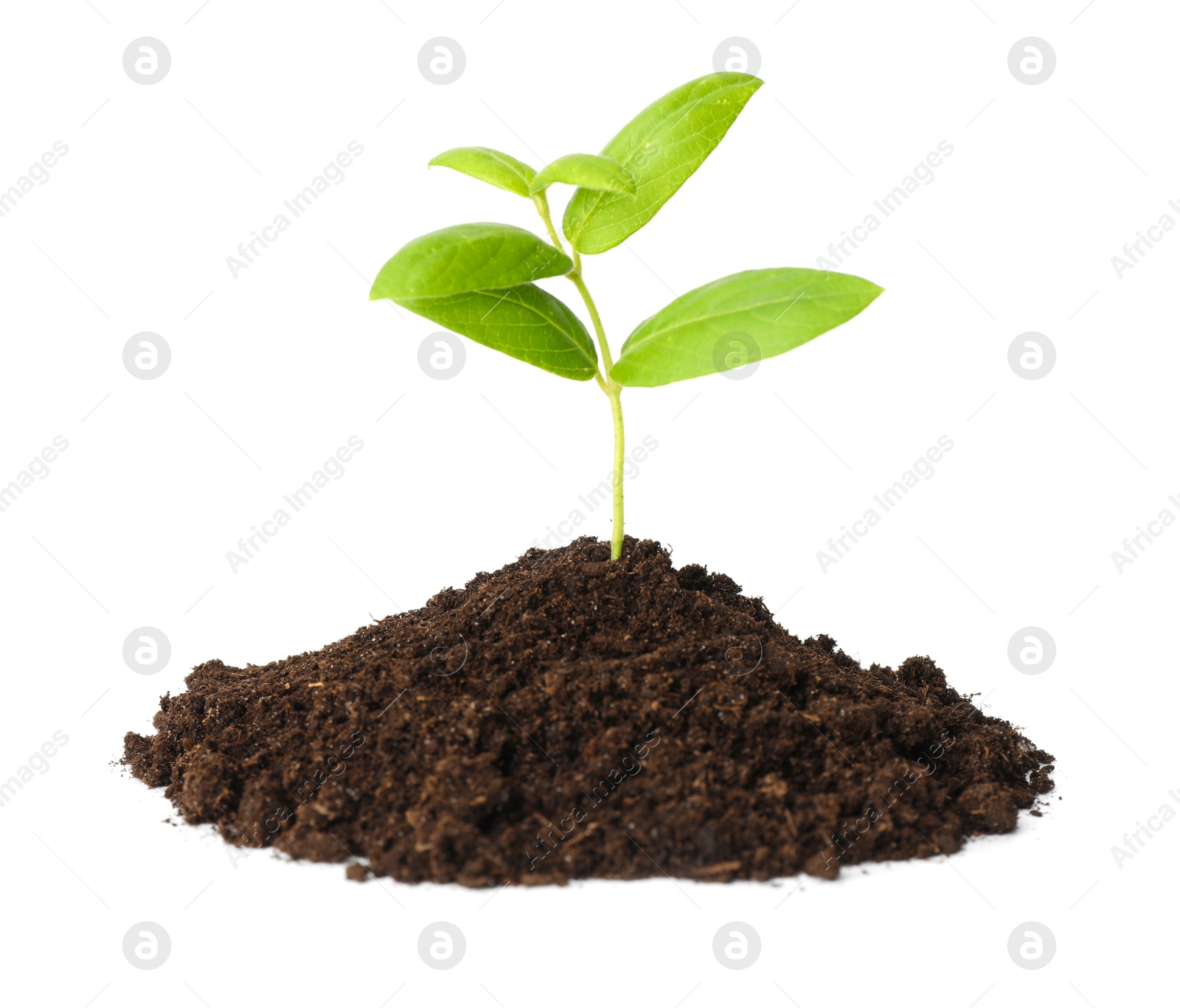 Photo of Young plant growing in pile of soil isolated on white