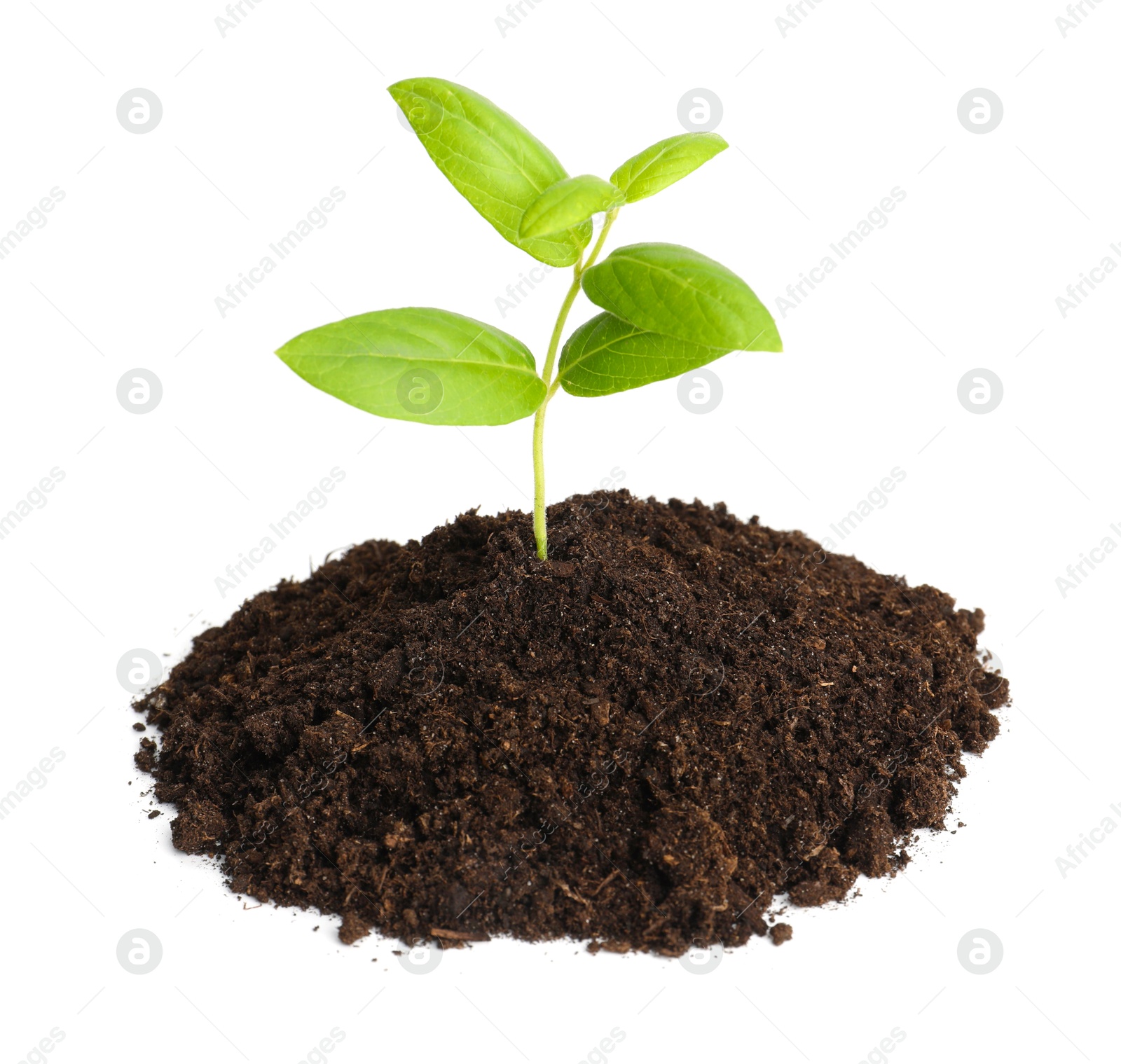Photo of Young plant growing in pile of soil isolated on white