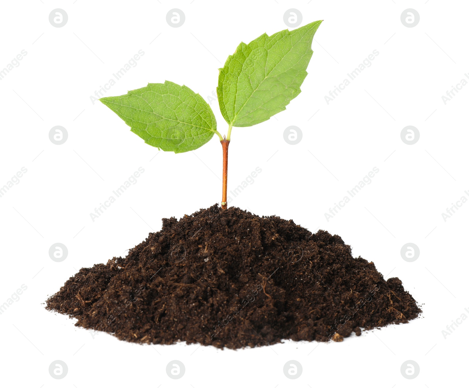 Photo of Young plant growing in pile of soil isolated on white