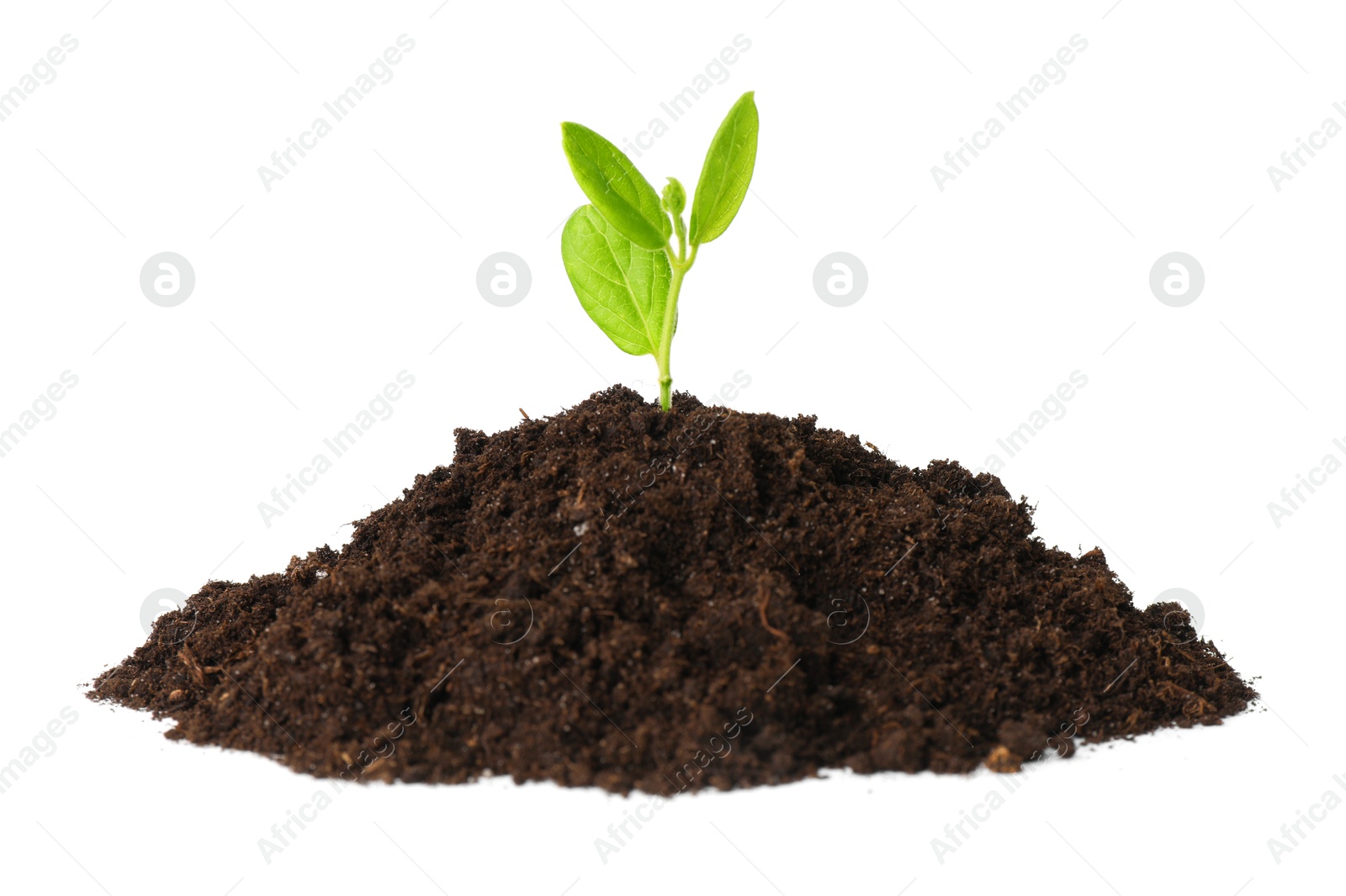 Photo of Young plant growing in pile of soil isolated on white