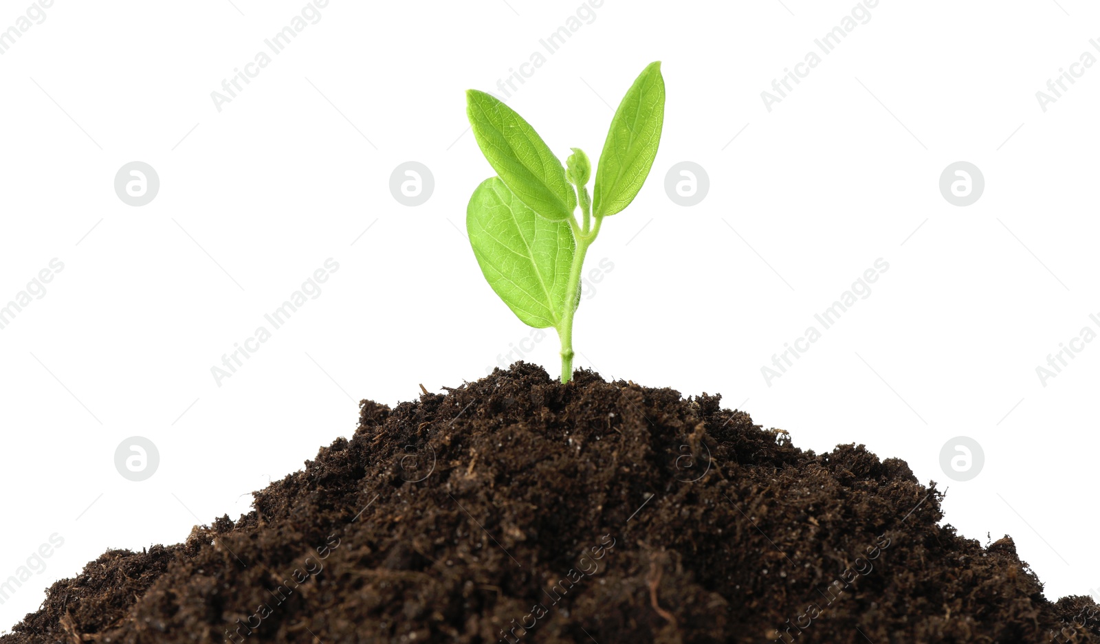 Photo of Young plant growing in pile of soil isolated on white