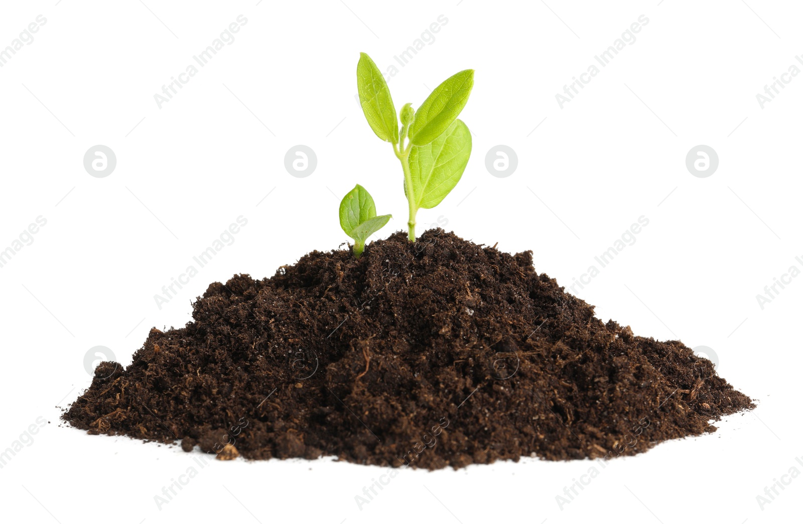 Photo of Young plant growing in pile of soil isolated on white
