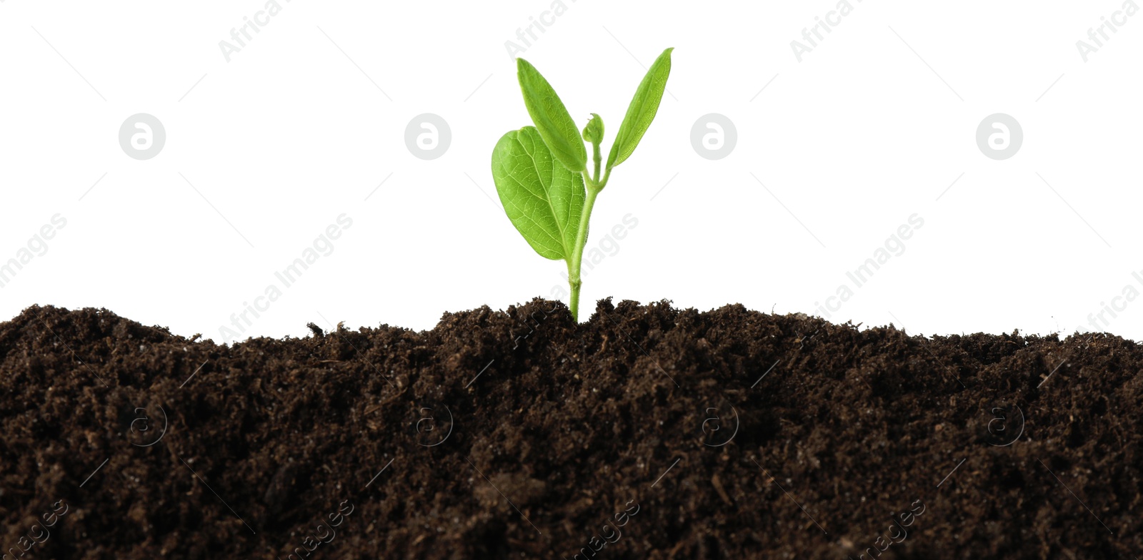 Photo of Young plant growing in soil isolated on white