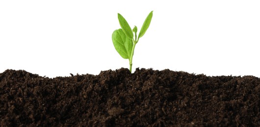 Photo of Young plant growing in soil isolated on white