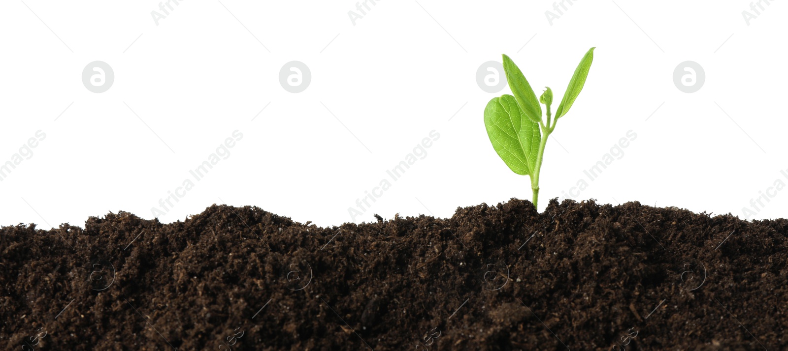 Photo of Young plant growing in soil isolated on white