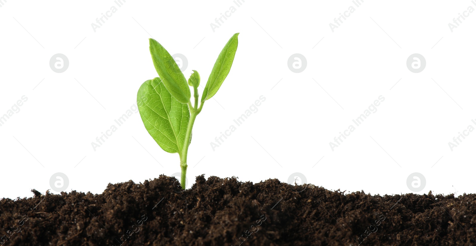 Photo of Young plant growing in soil isolated on white