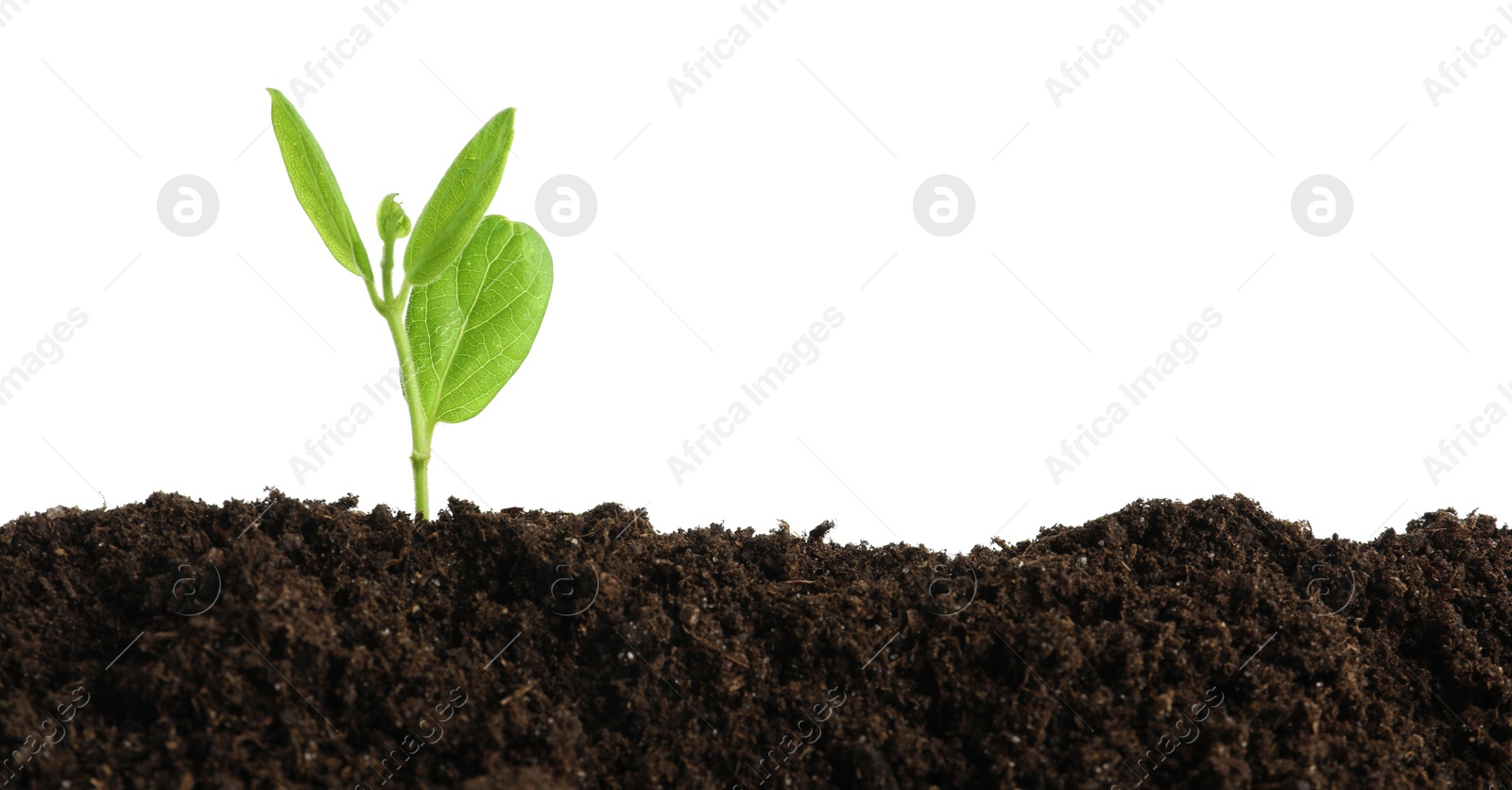 Photo of Young plant growing in soil isolated on white