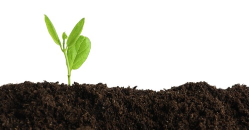 Photo of Young plant growing in soil isolated on white
