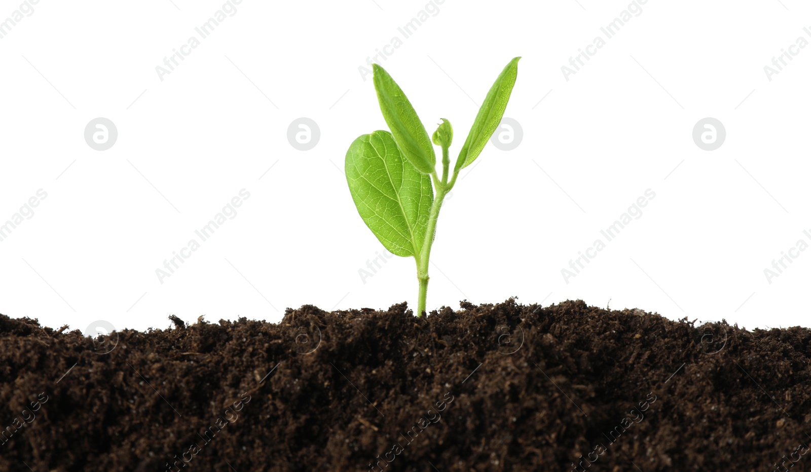 Photo of Young plant growing in soil isolated on white