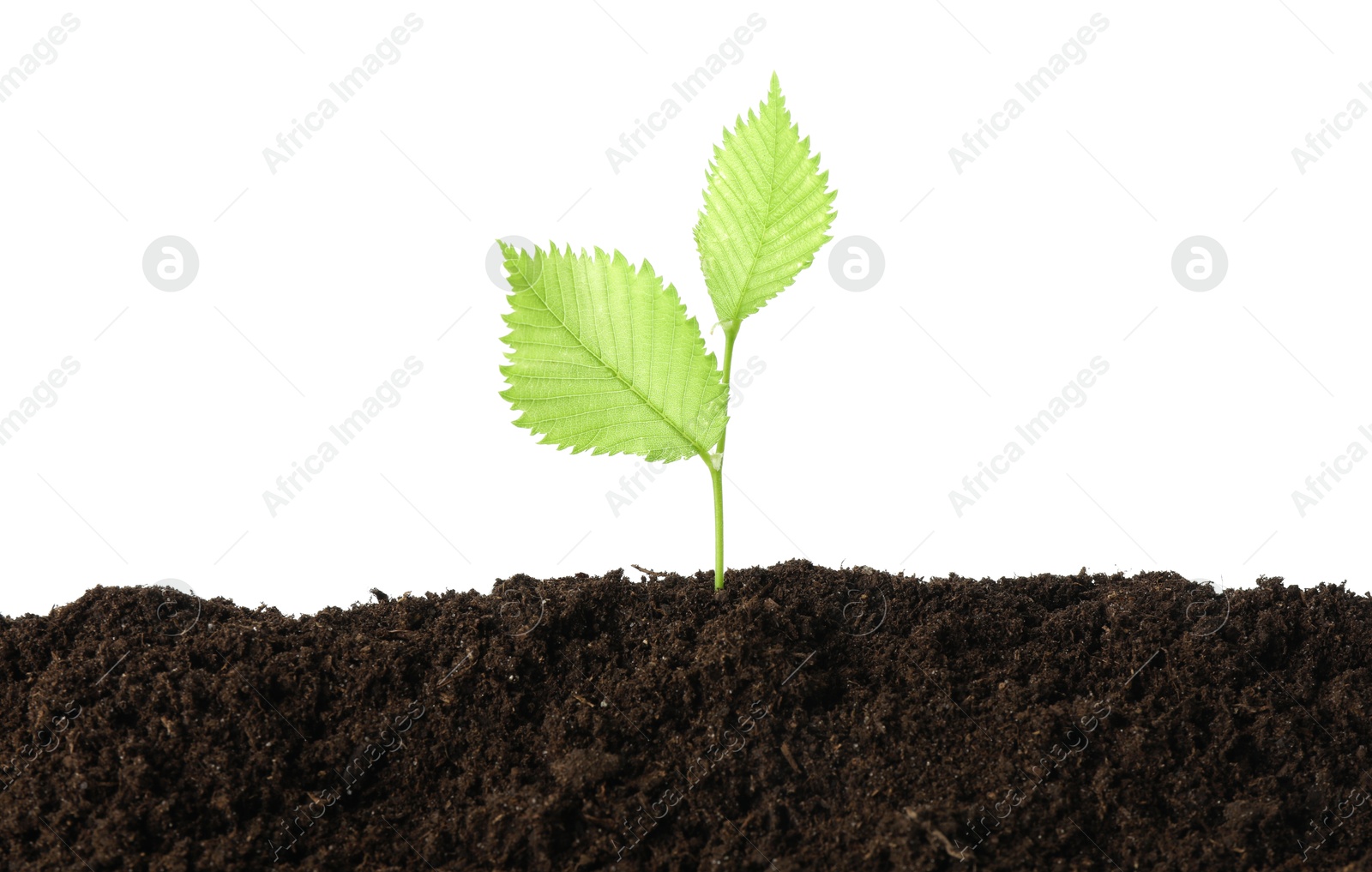Photo of Young plant growing in soil isolated on white