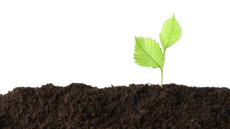 Photo of Young plant growing in soil isolated on white