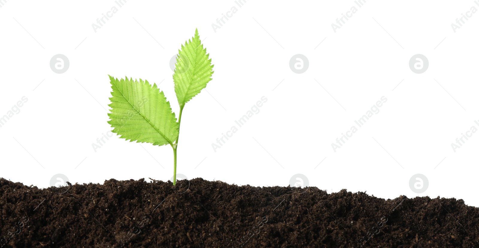 Photo of Young plant growing in soil isolated on white