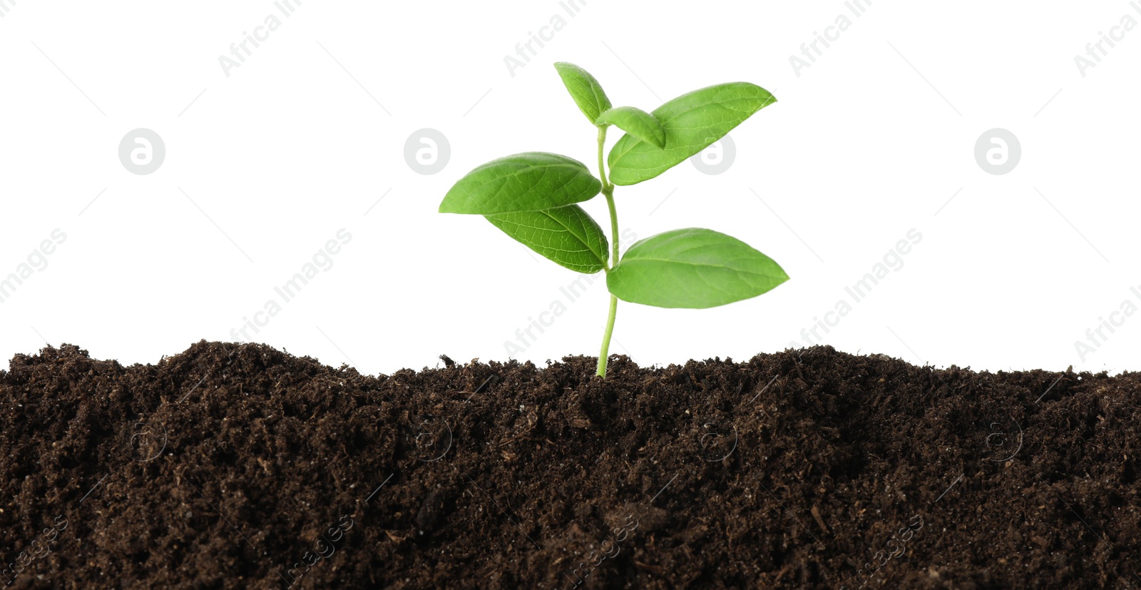 Photo of Young plant growing in soil isolated on white