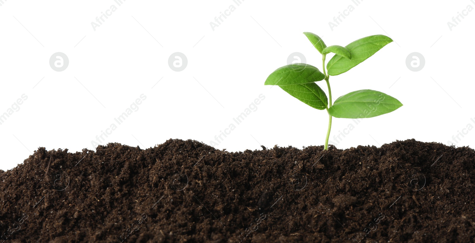 Photo of Young plant growing in soil isolated on white