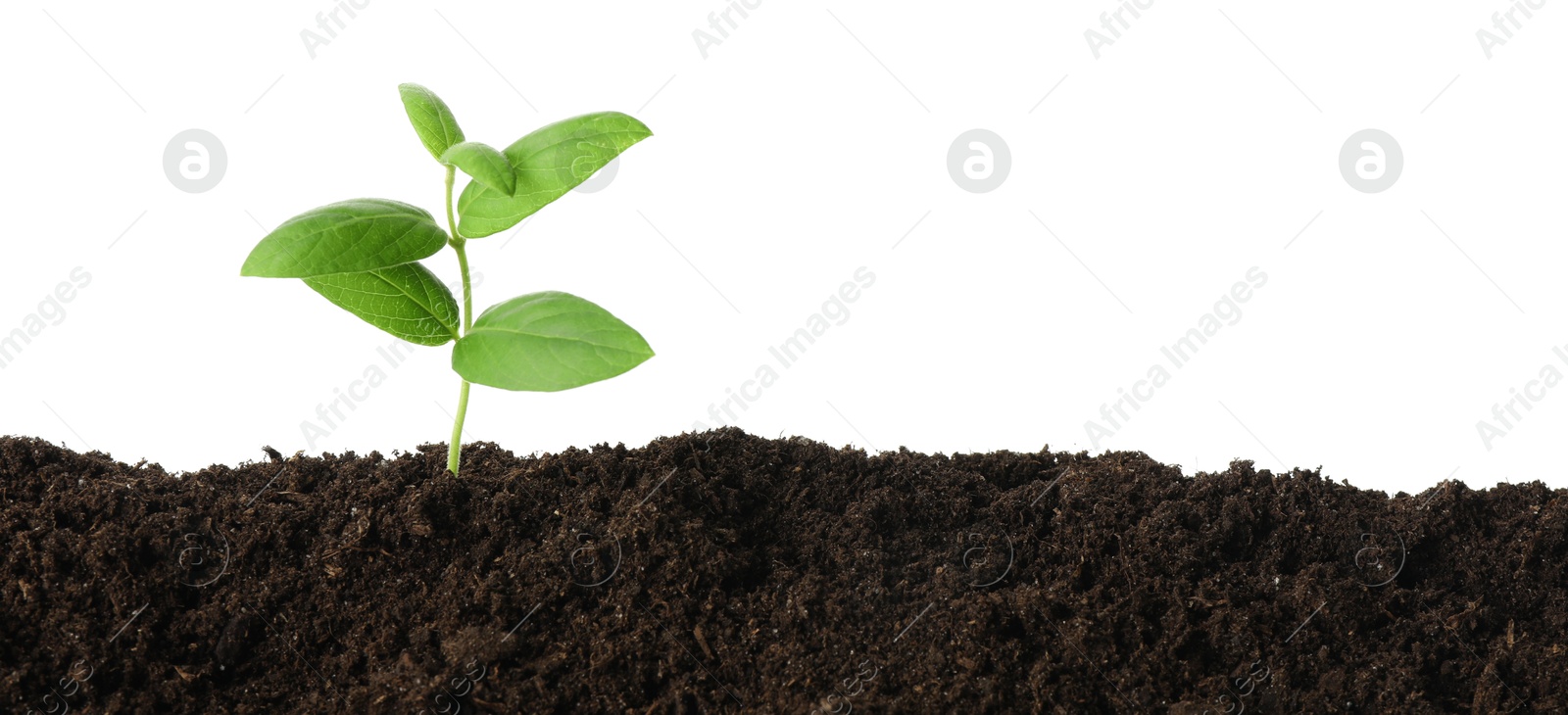 Photo of Young plant growing in soil isolated on white